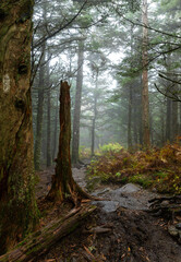 Obraz premium forest in the morning