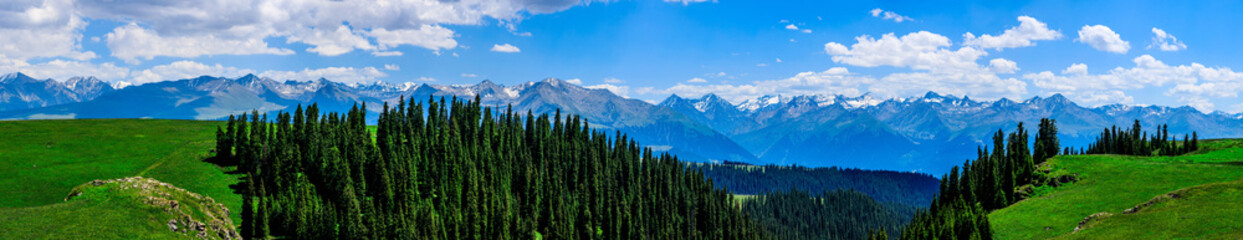 Green grass and forest natural scenery under blue sky.Green grassland landscape in Xinjiang,China.