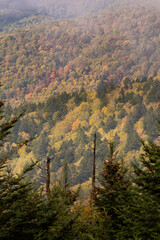 autumn landscape in the mountains
