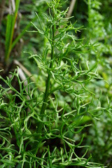 Green fern with a natural background. Indonesian call it pakis © Mang Kelin