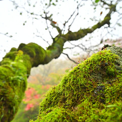 西日本最高峰の四国の霊山「石鎚山」の秋