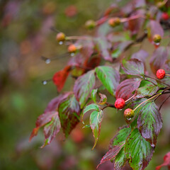 西日本最高峰の四国の霊山「石鎚山」の秋