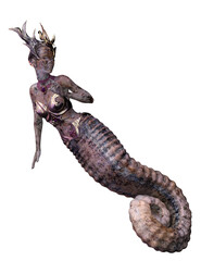 isolated seahorse female