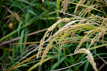 稲穂