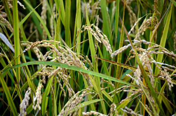 稲穂
