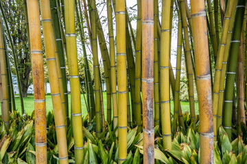 Background with thick bamboo canes