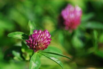Close up of red clover against a green blurred background