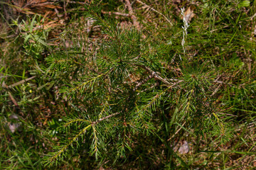 A young pine tree breaks out of the ground