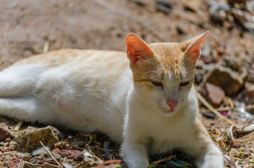 Cute Little Cat Portrait domestic pet animal