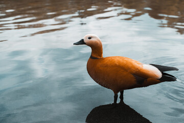 Beautiful red duck standing in water, nature outdoors, close-up. Tadorna ferruginea. Animal bird theme
