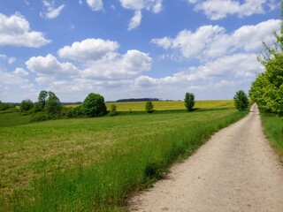 Obraz premium Spring landscape with a field with trees