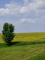 Fototapeta na wymiar Green tree in a yellow rapeseed field