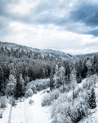 snow covered trees