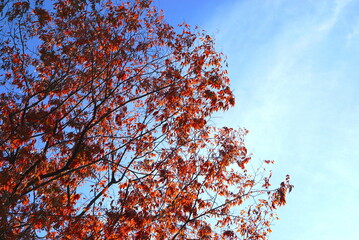 下を見て歩いていたら秋らしさを見つける