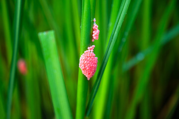 Pink shellfish eggs on green rice leaf.Pink cherry clam eggs perched on rice.