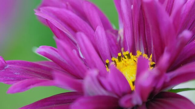 Pink kosmeya flower, close-up