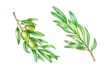 Set of watercolor olive branches isolated on white background 