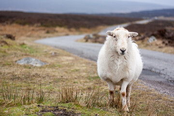 Owca na szlaku West Highland Way.Along the West Highland Way in Scotland. A thick woolen sheep watches hikers pass by - obrazy, fototapety, plakaty