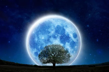 Foto auf Acrylglas Vollmond Supervollmond mit Silhouettenbaum am Nachthimmel am Bergwald. Einsamer Mond und Baumshow leben allein, Halloween und retten die Natur. Schattenbildbaum auf grüner Rasenfläche mit großem blauem Mond im Panorama
