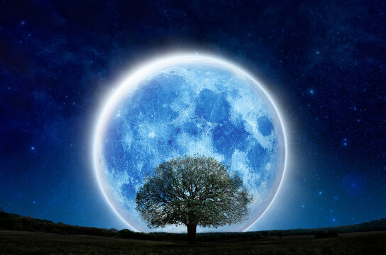 Super full moon with silhouette tree at night sky on mountain forest. Lone moon and tree show live alone, Halloween and save nature. Silhouette tree on green grass field with big blue moon in panorama