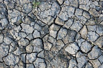 Dried out soil with deep cracks. Dry wasteland without water and pathetic vegetation.