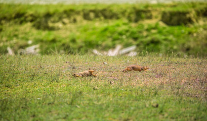A gopher in the grass on the field looks to the side as if reading your text is studying is showing curiosity is interested, copy space