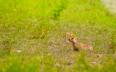 A gopher in the grass on the field looks to the side as if reading your text is studying is showing curiosity is interested, copy space