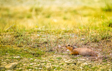 A gopher in the grass on the field looks to the side as if reading your text is studying is showing curiosity is interested, copy space