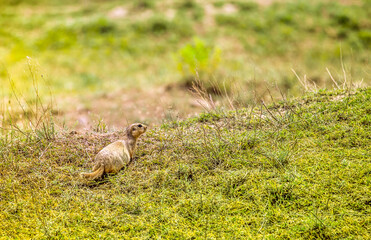 A gopher in the grass on the field looks to the side as if reading your text is studying is showing curiosity is interested, copy space