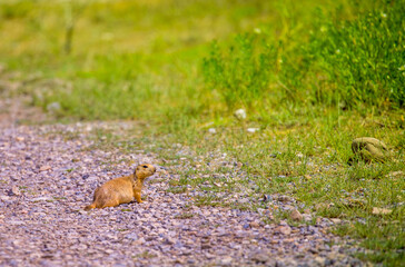A gopher in the grass on the field looks to the side as if reading your text is studying is showing curiosity is interested, copy space