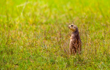 Naklejka na ściany i meble A gopher in the grass on the field looks to the side as if reading your text is studying is showing curiosity is interested, copy space