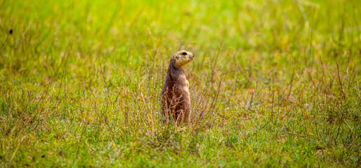Naklejka na ściany i meble A gopher in the grass on the field looks to the side as if reading your text is studying is showing curiosity is interested, copy space