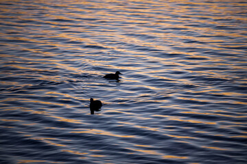 夕暮れの川に浮かぶ水鳥