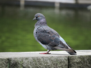 公園の鳩