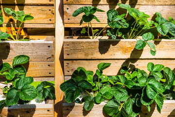 
background with wooden boxes with plants with green leaves