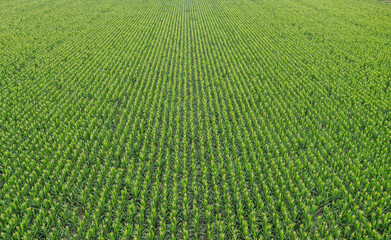Sunflower cultivation, Aerial view, in pampas region, Argentina