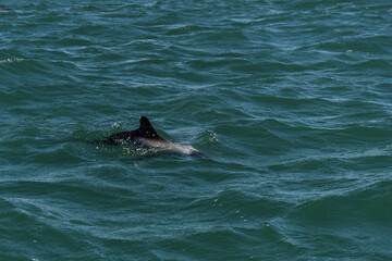 Fototapeta premium Commerson dolphin swimming, Patagonia , Argentina.
