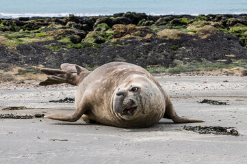Fototapeta premium Male elephant seal, Peninsula Valdes, Patagonia, Argentina