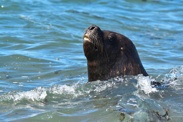 Fototapeta premium Male Sea Lion , Patagonia, Argentina