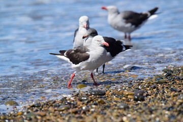 Dolphin Gull in the beach, Patagonia Argentina.