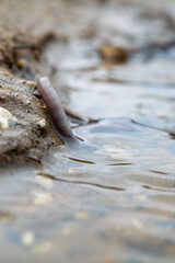 Earthworm and the first spring stream, close-up, selective focus.