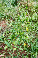 group of fresh chilies growing in the plantation. ready for harvest.