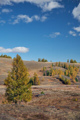 Eshtykel plateau with larch forest in autumn season.