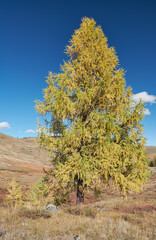 Eshtykel plateau with larch trees in autumn season.