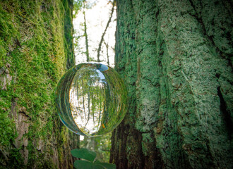 Glass lens ball with forest reflection - ecological concept