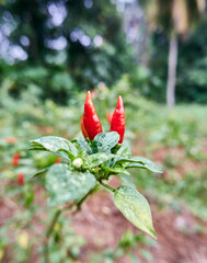 close-up of fresh red chilies ready to be harvested in the plantation