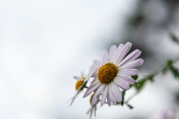 Obraz premium 구절초 Siberian chrysanthemum 