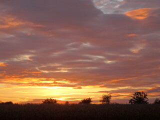 Obraz premium Red Clouds Sundset Corn Field