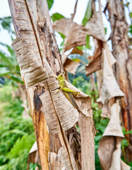 Close-up of beautiful big yellow grasshopper perched on banana leaf in plantation.