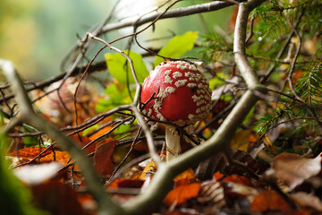 Ein kleiner runder roter Fliegenpilz steht etwas versteckt auf dem Waldboden zwischen kleinen...